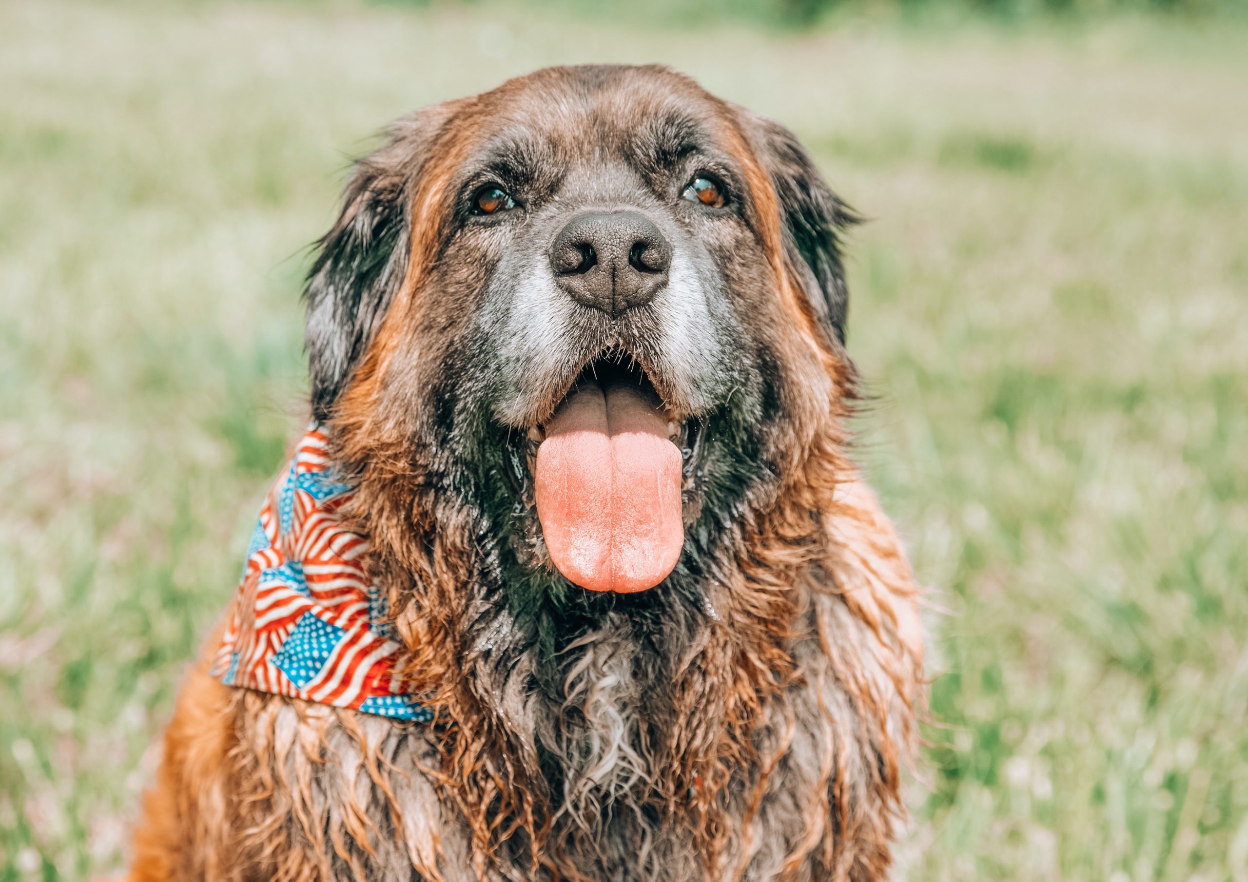 ギネス世界記録 を持つ大型犬は 世界で一番 の大型犬たちを紹介 Bigdogger