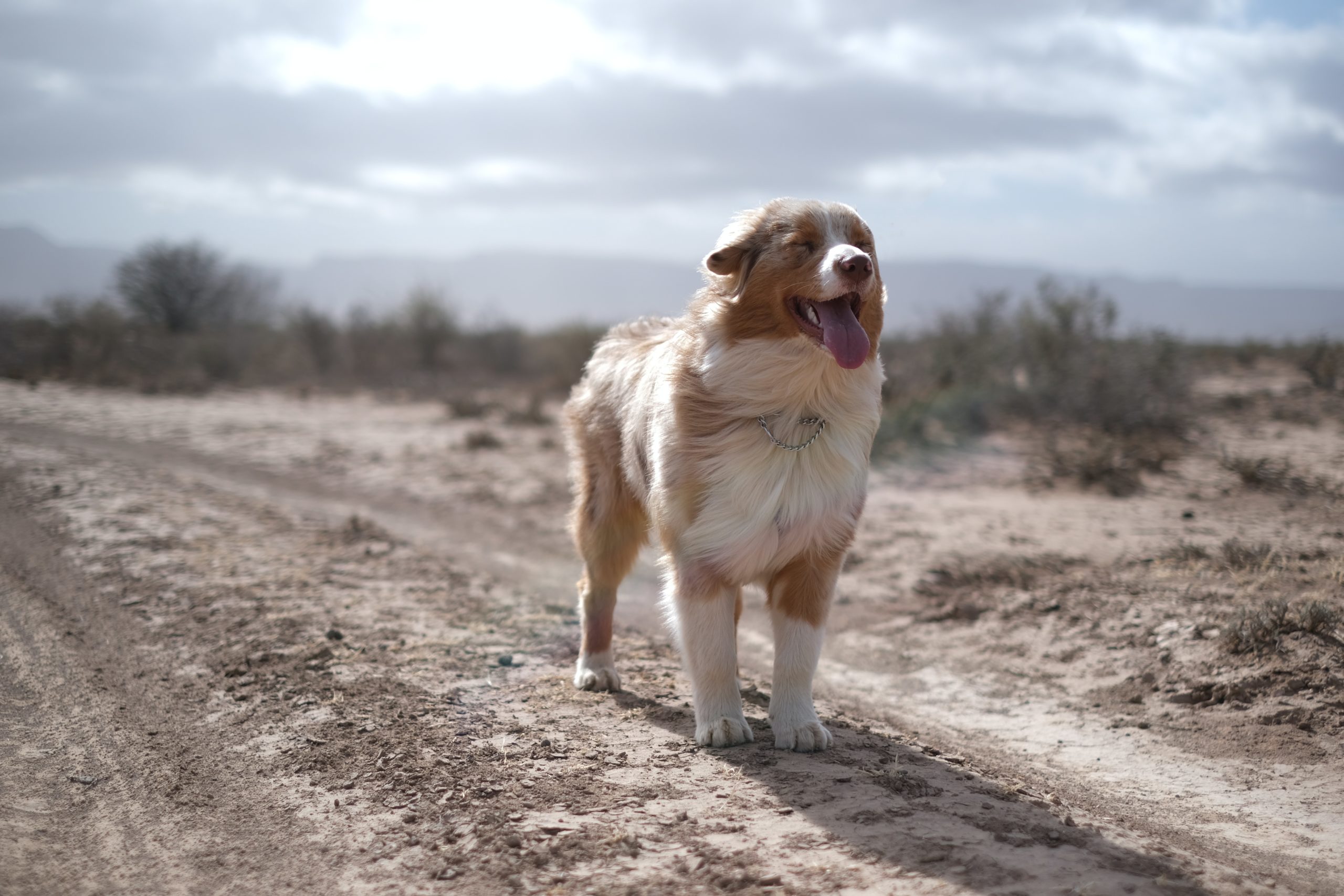 超もふもふな大型犬11選 画像付きで犬種の特徴や性格を解説 Bigdogger